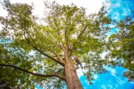 Best Utility Line Clearance  in Coeburn, VA