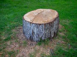 Best Tree Removal  in Coeburn, VA
