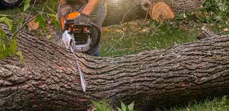 Best Artificial Turf Installation  in Coeburn, VA