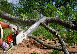  Coeburn, VA Tree Services Pros