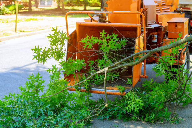 Best Tree Disease Treatment  in Coeburn, VA