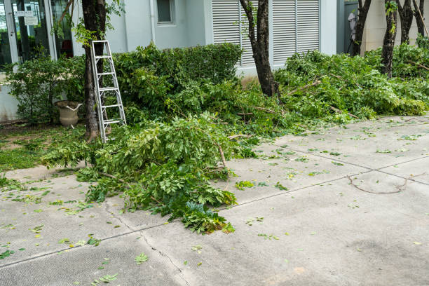 Best Lawn Renovation and Restoration  in Coeburn, VA