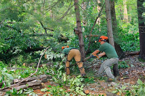 Coeburn, VA Tree Services Company