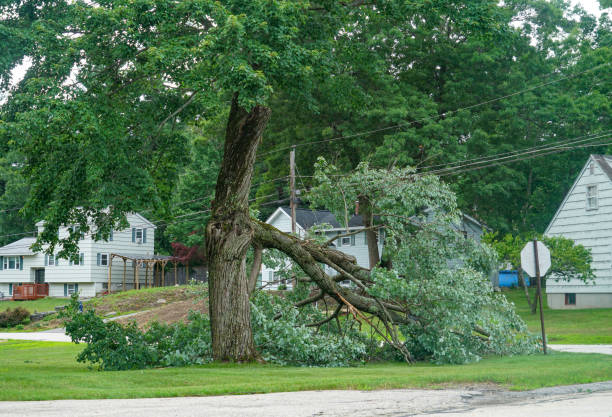 Best Fruit Tree Pruning  in Coeburn, VA
