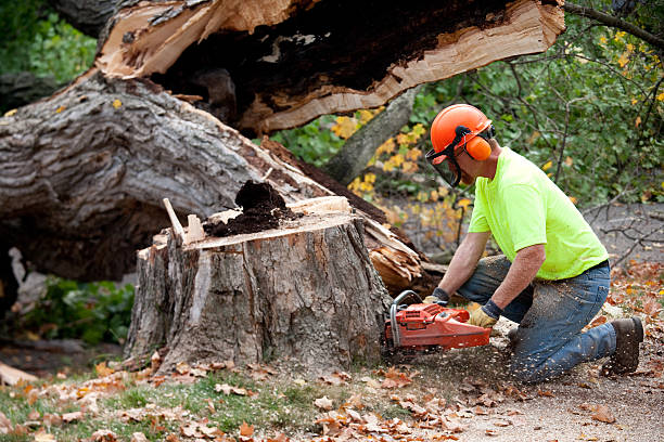 How Our Tree Care Process Works  in  Coeburn, VA