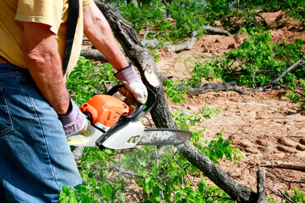 Best Tree Maintenance Programs  in Coeburn, VA