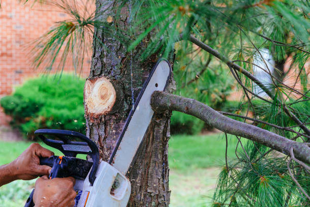 Best Tree Cabling and Bracing  in Coeburn, VA